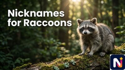 Nicknames for Raccoons